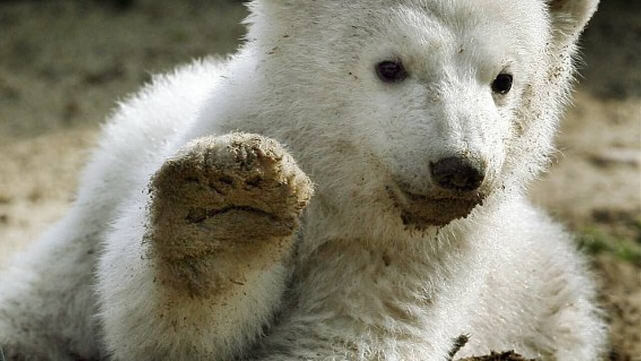 Eisbär Knut als Präparat in Berliner Museum