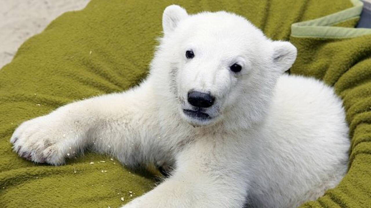 Eisbär Knut als Präparat in Berliner Museum