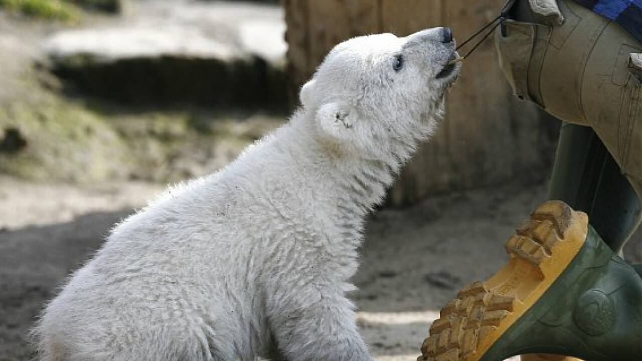 Eisbär Knut als Präparat in Berliner Museum