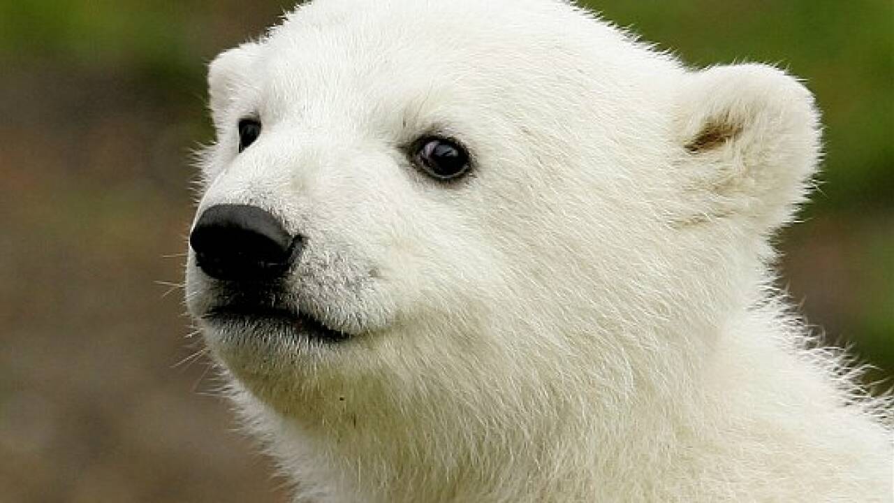Eisbär Knut als Präparat in Berliner Museum