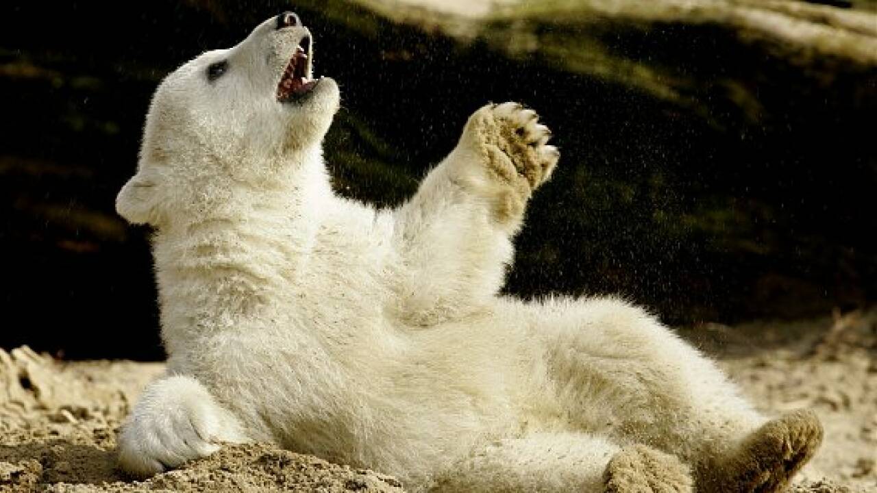 Eisbär Knut als Präparat in Berliner Museum