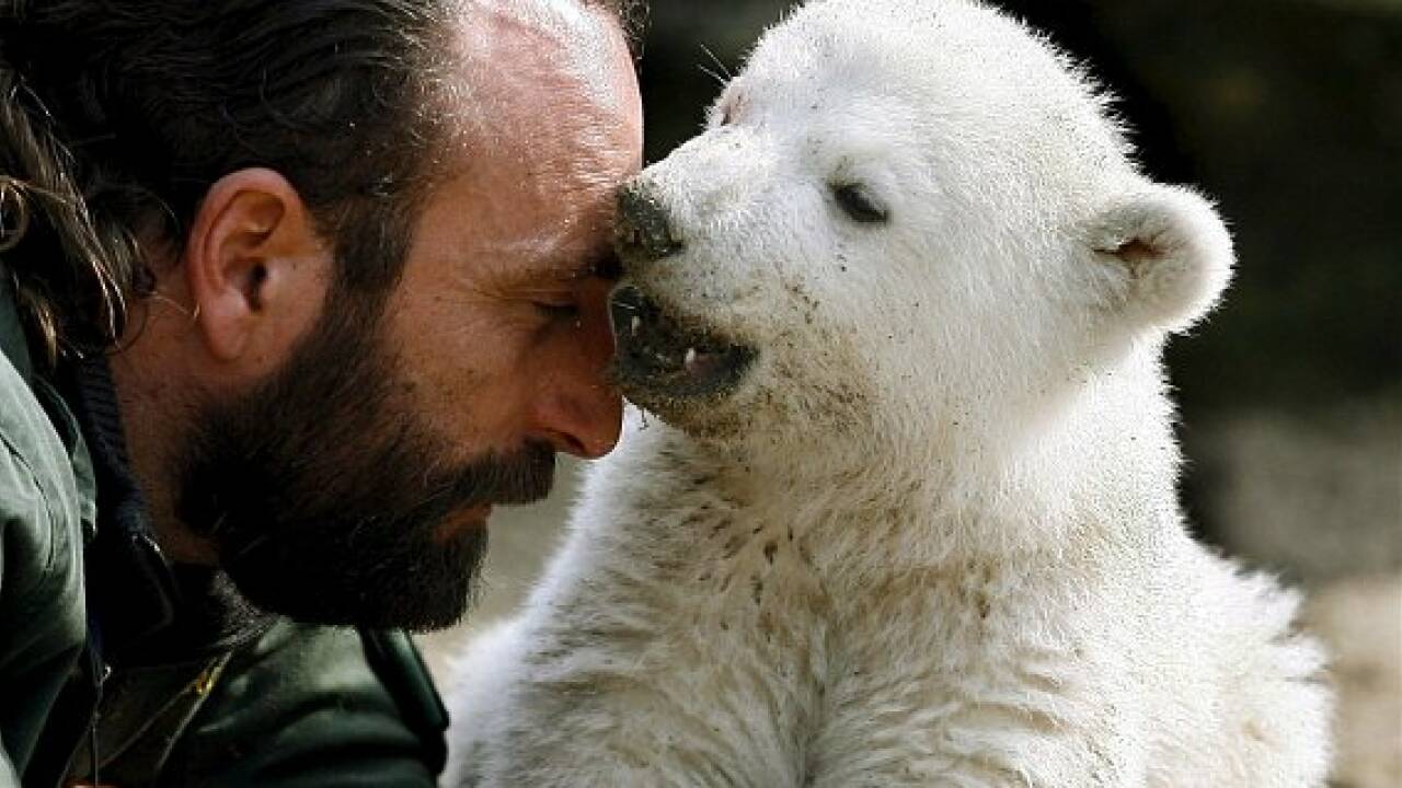 Eisbär Knut als Präparat in Berliner Museum
