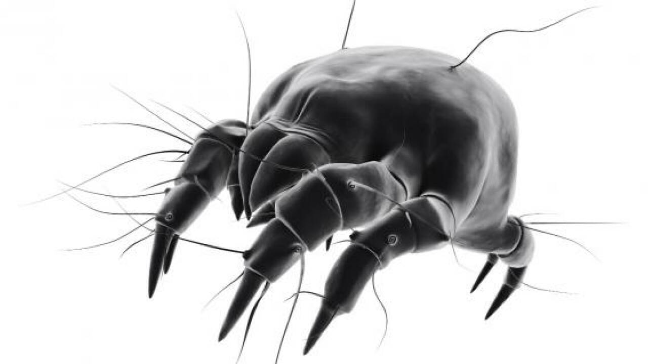Parasiten: Schauerliche Schmarotzer