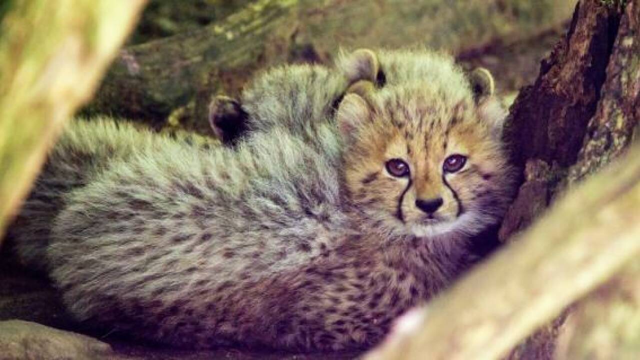 Junger Gepard aus Gehege in Nürnberg entflohen