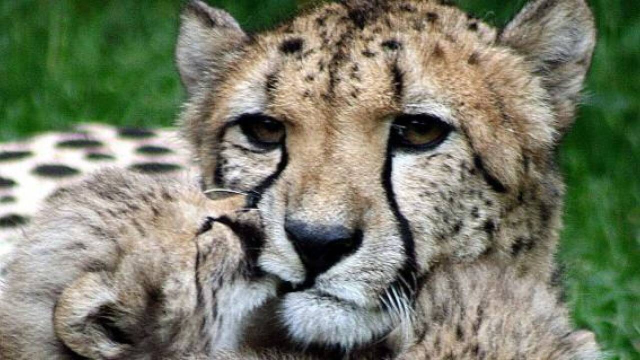 Entflohene Geparden aus Salzburger Zoo wieder zurück