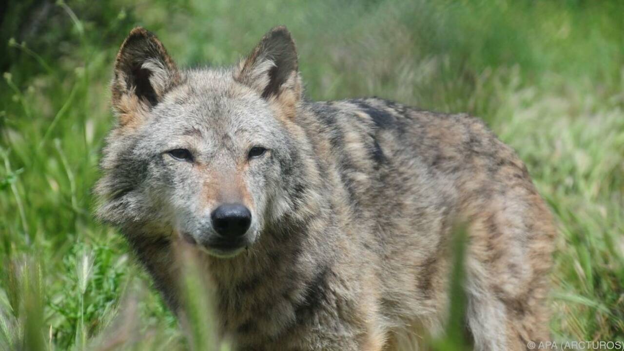 Natur des Jahres 2017: Wolf, Klatschmohn, Waldkauz & Co.