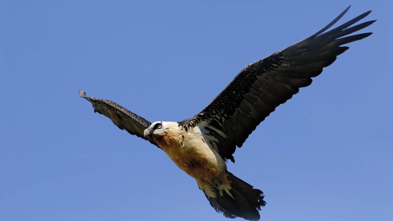 Gefährdet – Bartgeier. Gefährdet – Bartgeier.