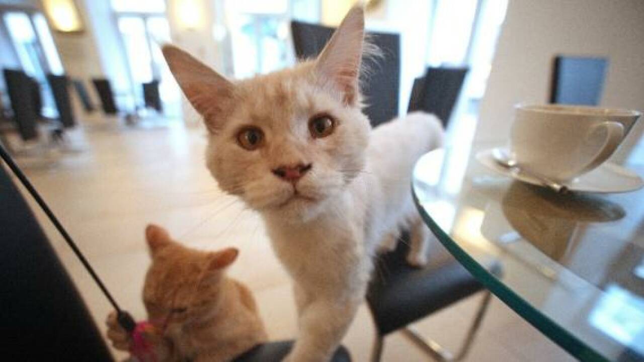Erstes Wiener Katzencafé hat eröffnet
