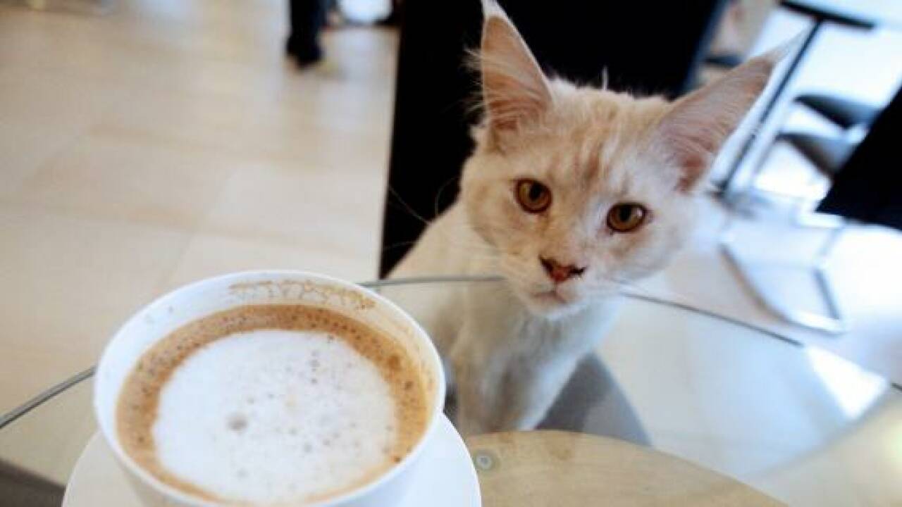 Erstes Wiener Katzencafé hat eröffnet