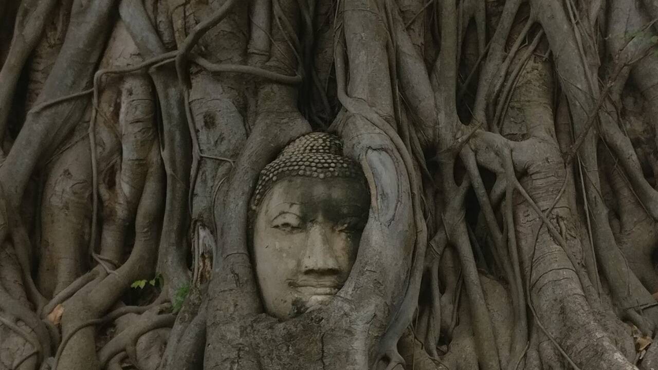 Fotomodell: Buddhas Kopf in einem Baum.  