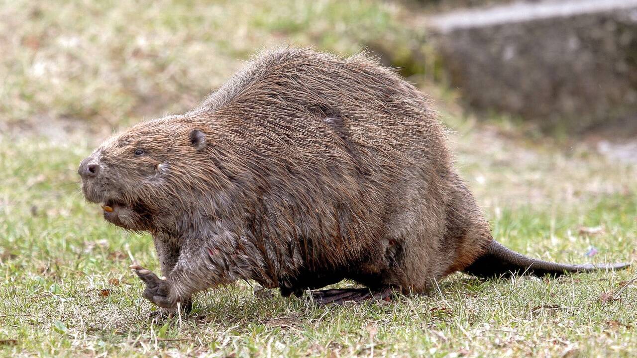 Biber sind jagdlich ganzjährig geschonte Tiere. Auch die EU schützt sie streng. 