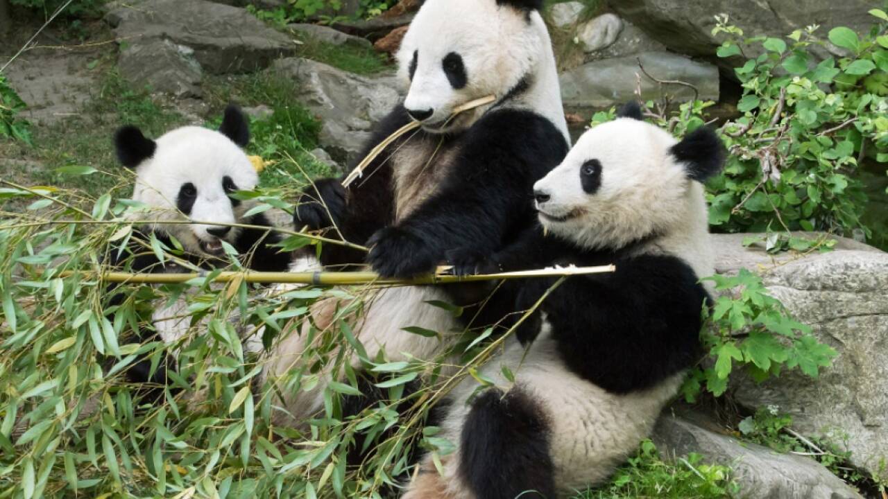 'Yang Yang' kümmerte sich um beide Kinder gleich intensiv 