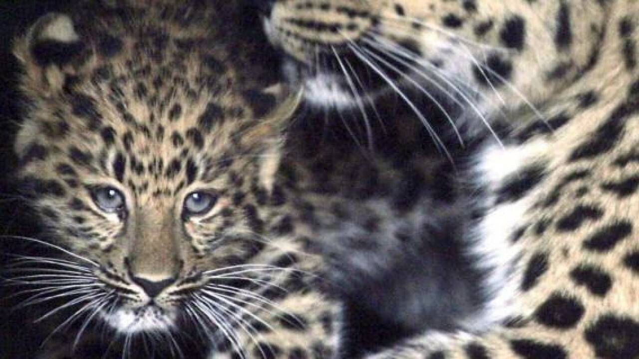 Russland schützt seltenste Raubkatze der Welt