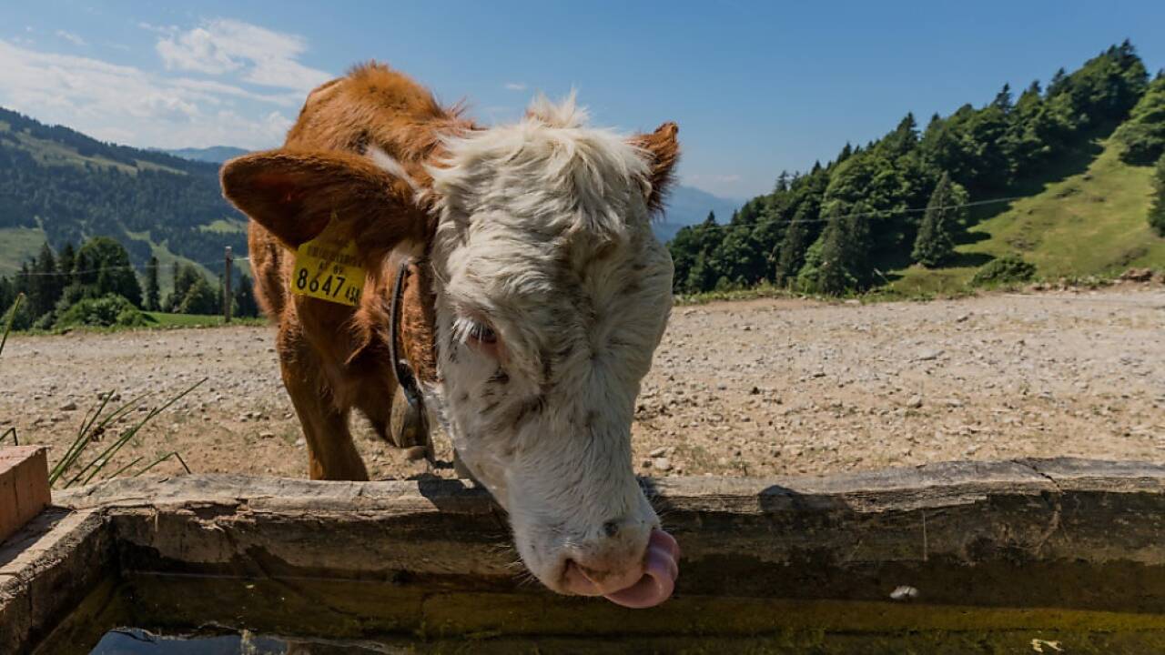 Die Denkfabrik macht auf steigende Nachfrage nach Fleisch aufmerksam 