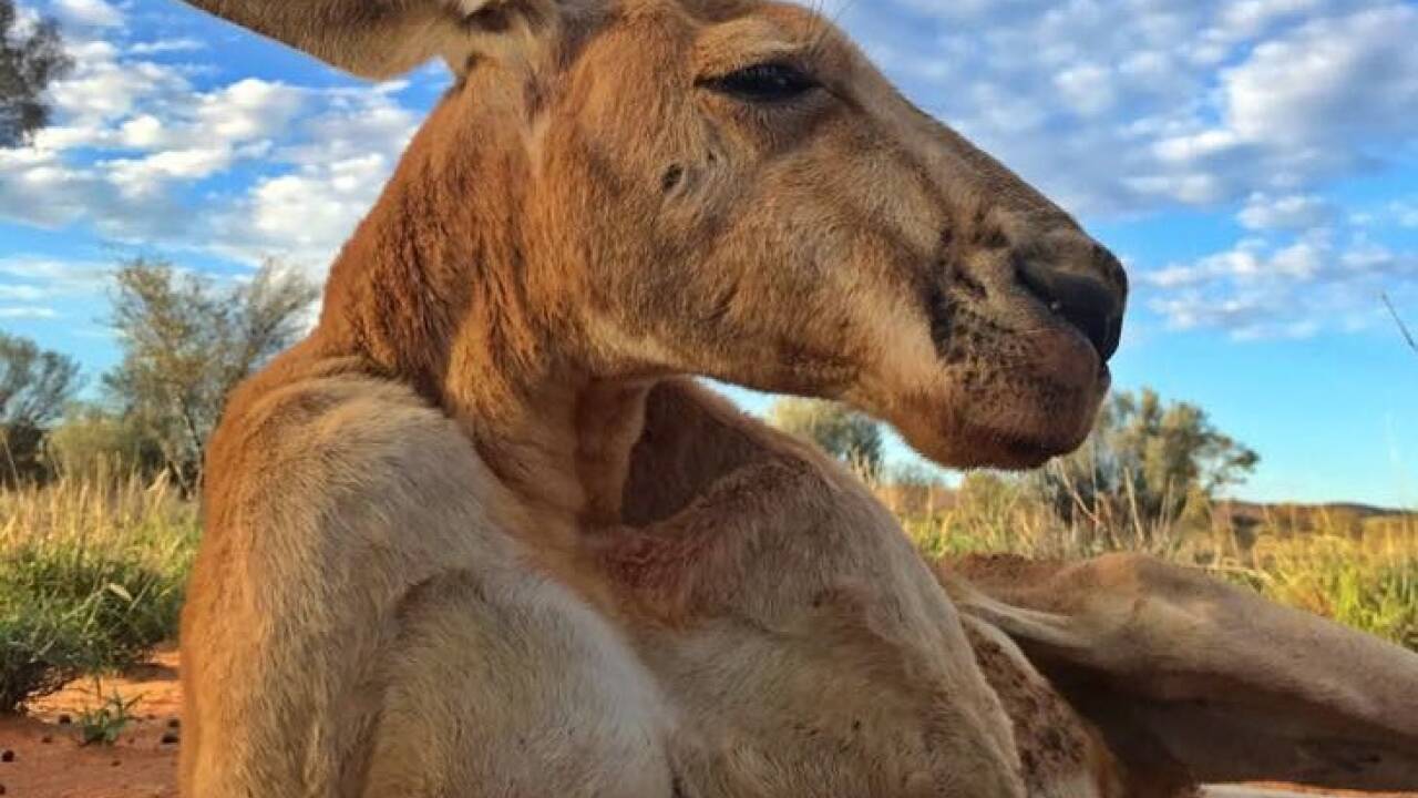 Eines der letzten Fotos von Känguru Roger.  