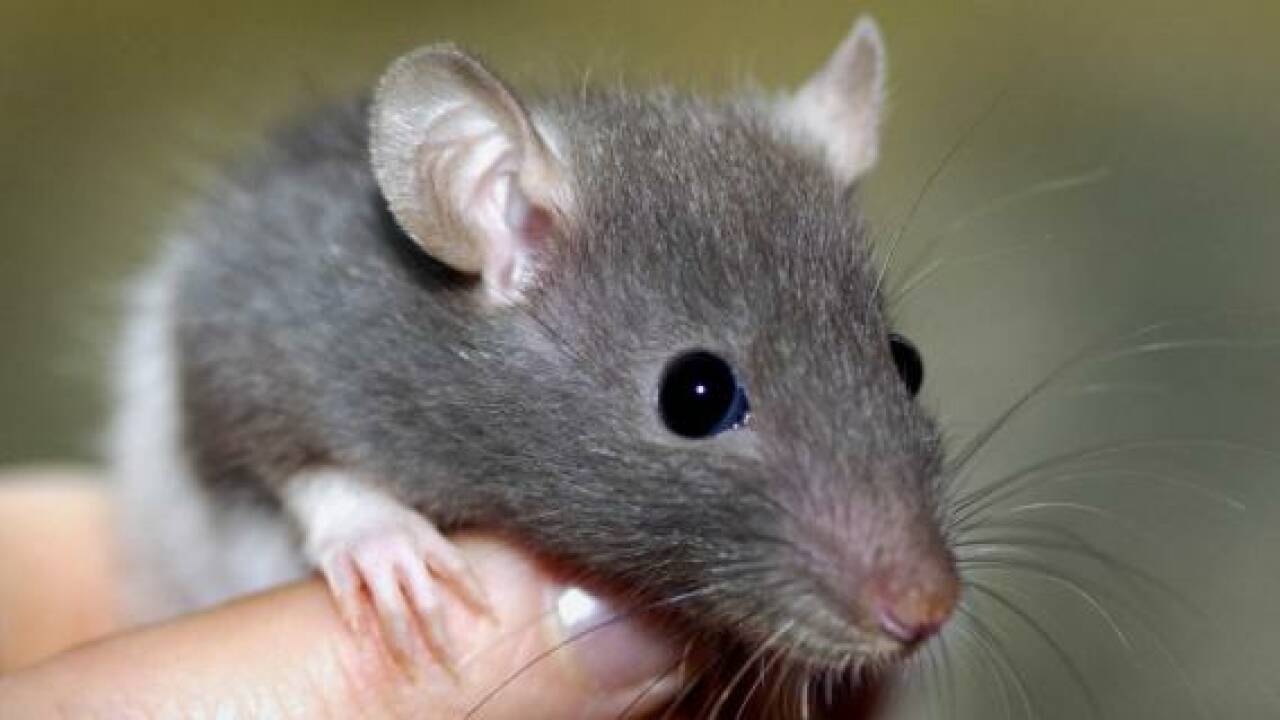 Ratten verarbeiten Information so gut wie Menschen