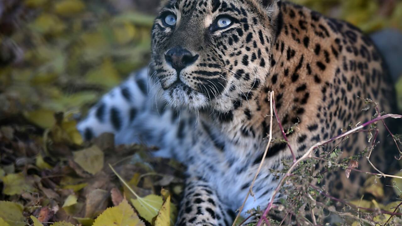 In Indien leben 12.000 bis 14.000 Leoparden 