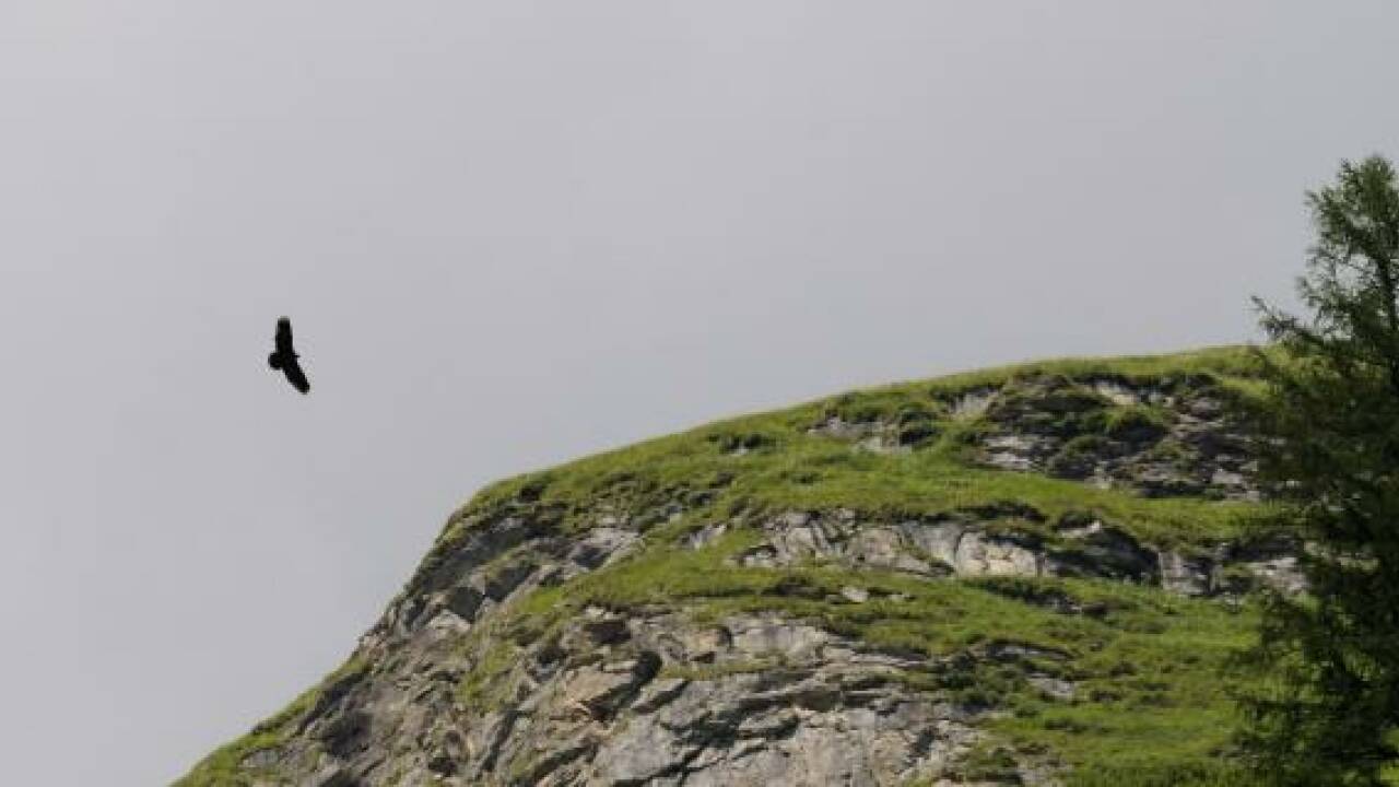 Wieder toter Geier im Nationalpark Hohe Tauern Wieder toter Geier im Nationalpark Hohe Tauern