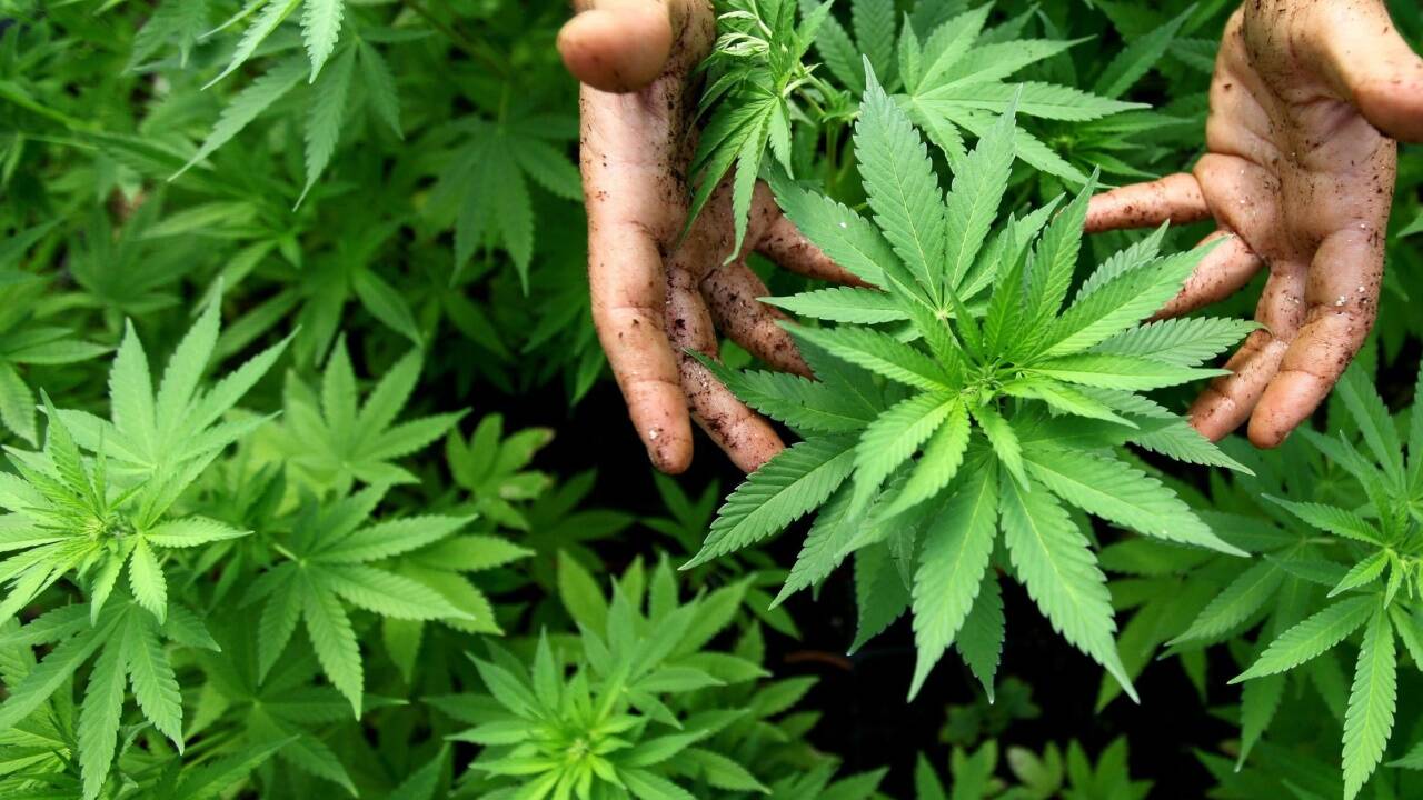 Die Cannabis-Industrie ist weiterhin auf Wachstumskurs.  