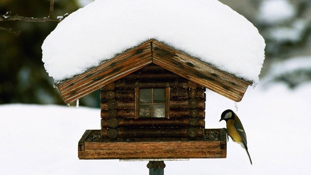Im Winter holen sich Vögel an Futterstationen ihre Nahrung. Doch immer öfter bleiben die gefiederten Freunde weg. 