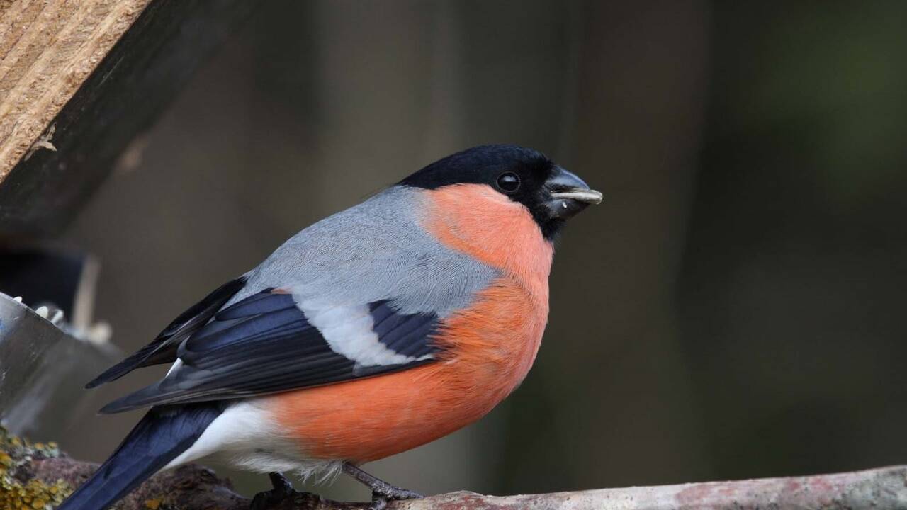 Der Gimpel liebt heimische Beerensträucher wie Holunder und Vogelbeere. 