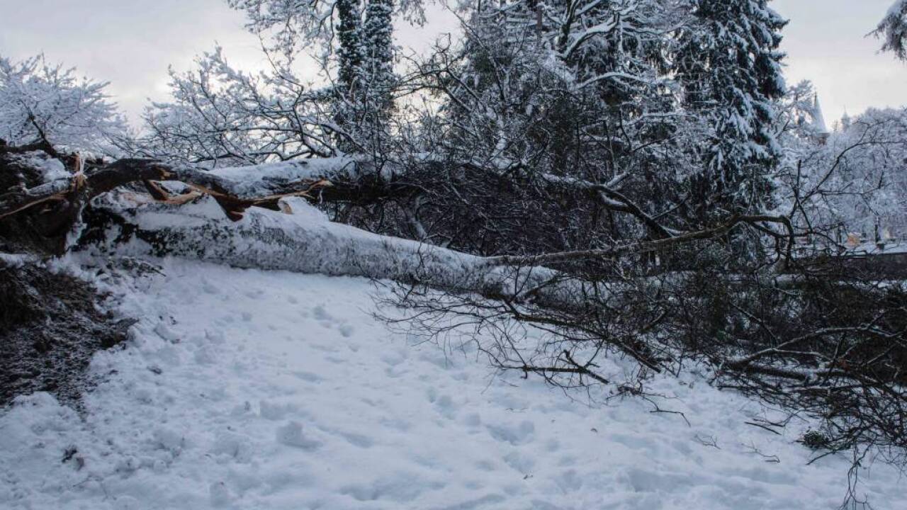 Umgestürzte Linde im Salzburger Kurgarten. 