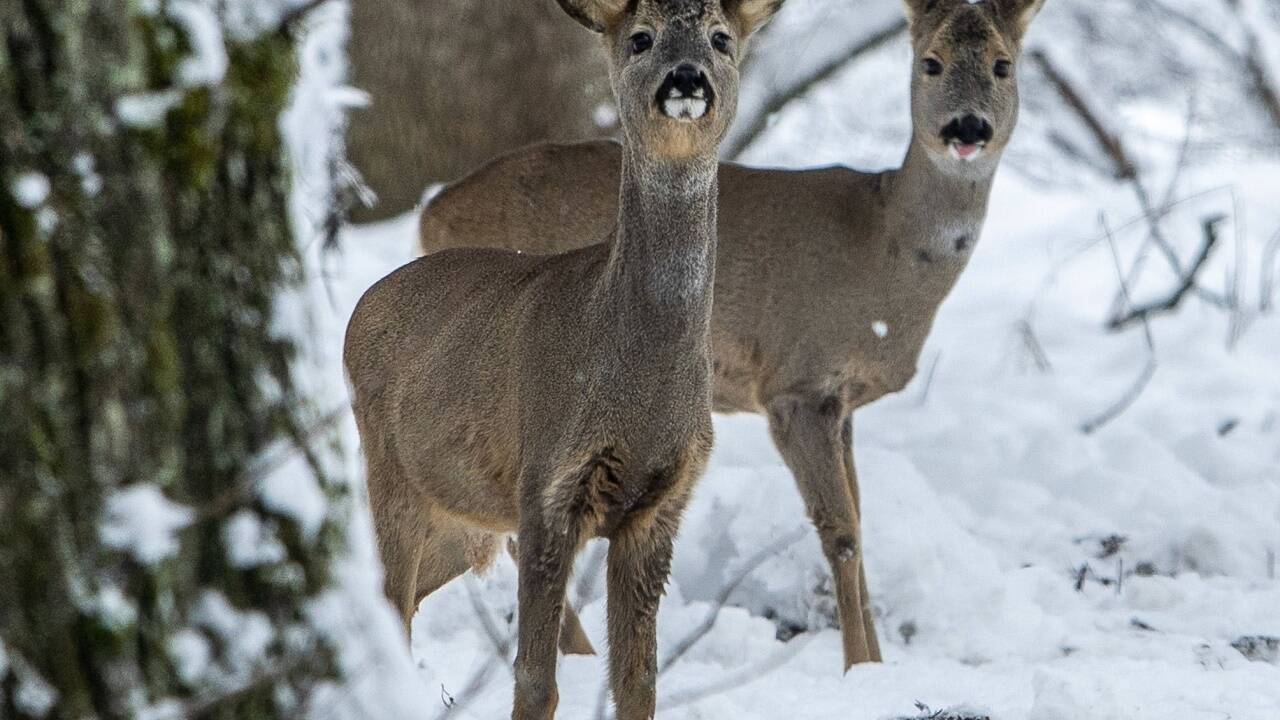 Georg Röck und Georg Krautgartner harren im Taxenbacher Revier der Bundesforste aus. 