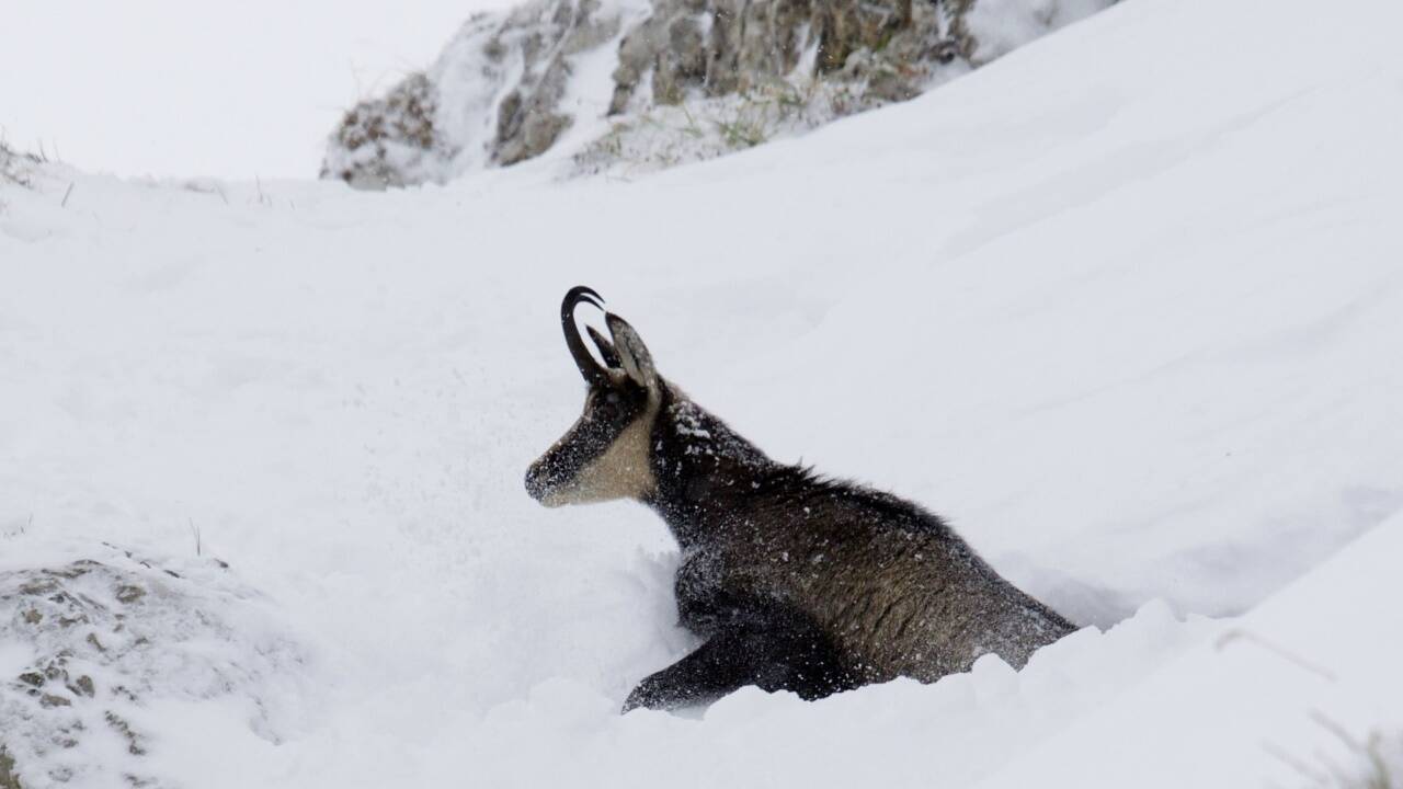 Eine Gams steckt im Tiefschnee fest. Auch die Tiere sind durch die Schneemassen gestresst.  Eine Gams steckt im Tiefschnee fest. Auch die Tiere sind durch die Schneemassen gestresst.