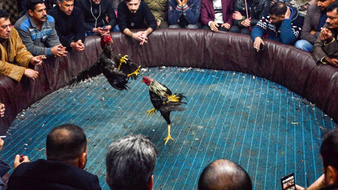 26. Jänner 2019: Ein Hahnenkampf in der irakischen Stadt Najaf.  