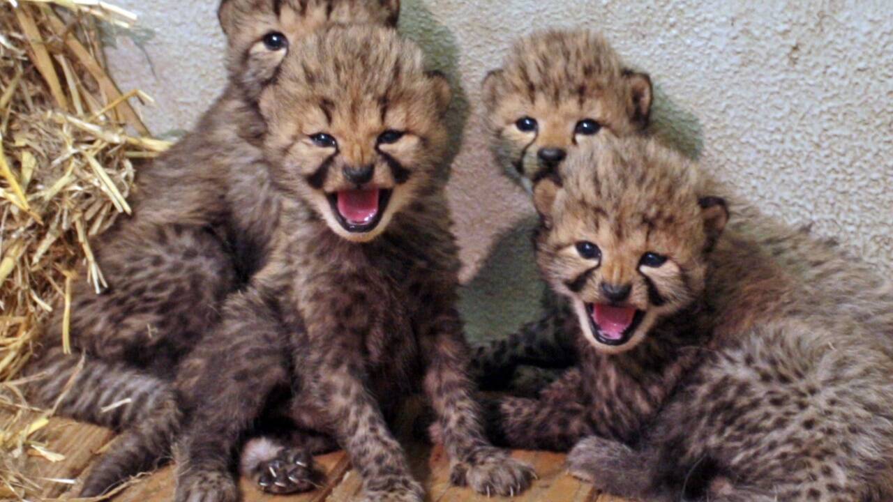 Nachwuchs bei den Geparden im Zoo Salzburg.  