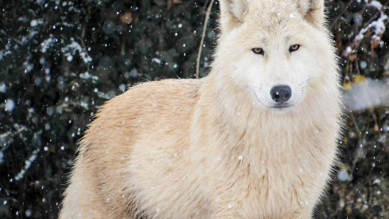 Ebenfalls im Salzburger Zoo zu bestaunen: Ein Polarwolf.  