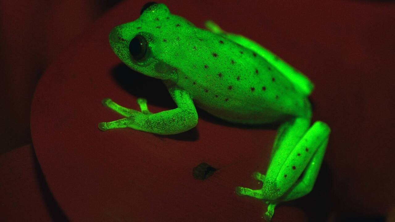 Gestatten: Hypsiboas punctatus. 