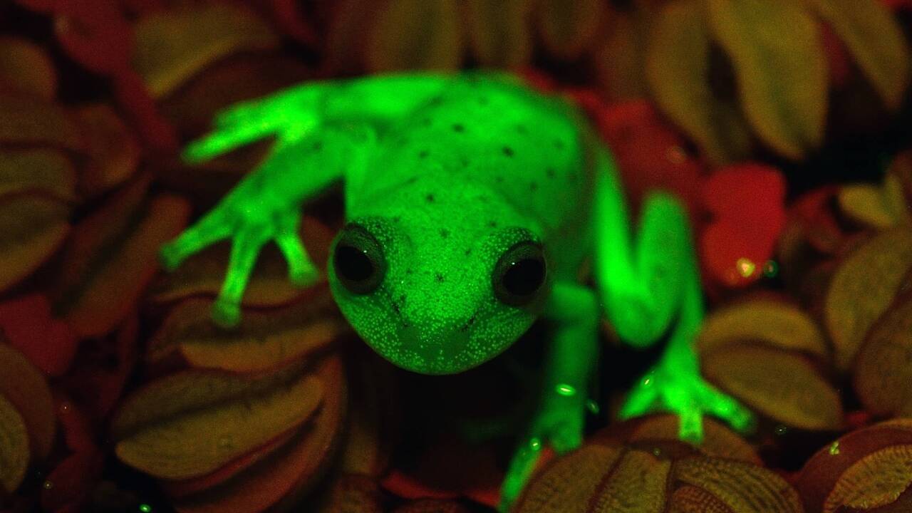 Gestatten: Hypsiboas punctatus. 