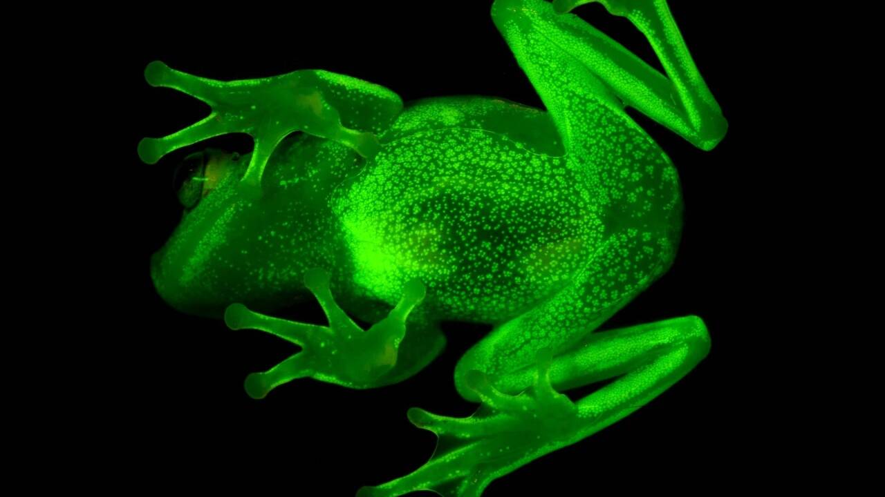 Gestatten: Hypsiboas punctatus. 