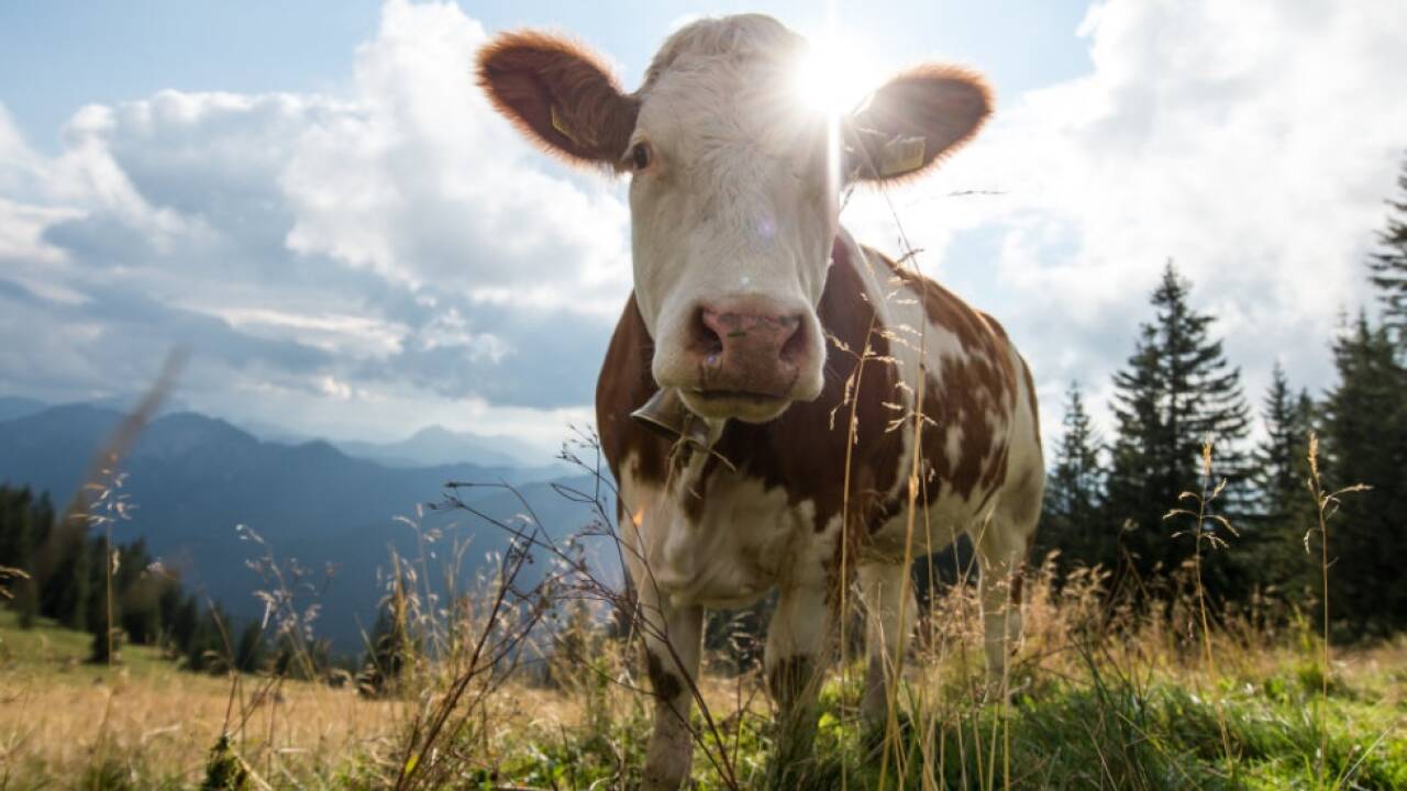 Hartes Urteil nach Kuh-Attacke im Stubaital 