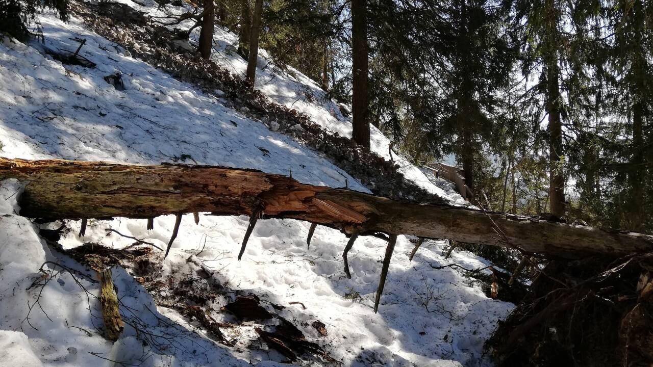 Zahlreiche umgeknickte Bäume behindern die Schneeräumung. 