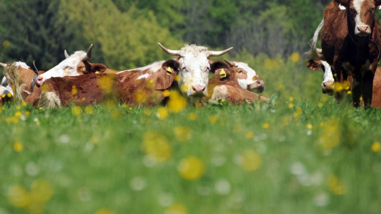 Der Fokus des Begehrens liegt auf tiergerechter Landwirtschaft 