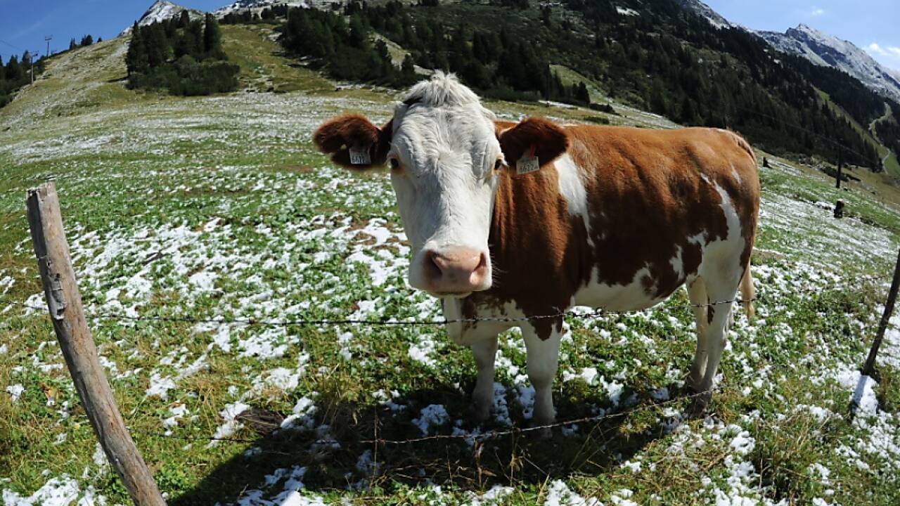 Müssen Kühe bald den Wanderern weichen? 