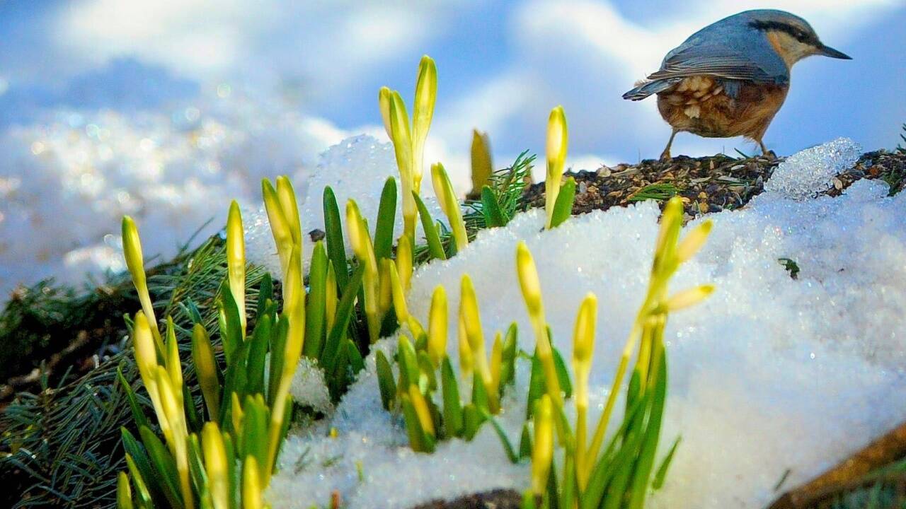 Kleiber mit Schneeglöckchen. 