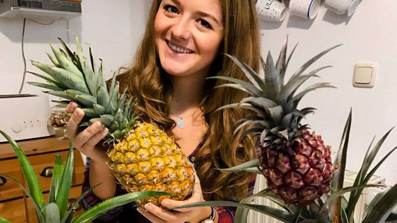Ananas & Co 