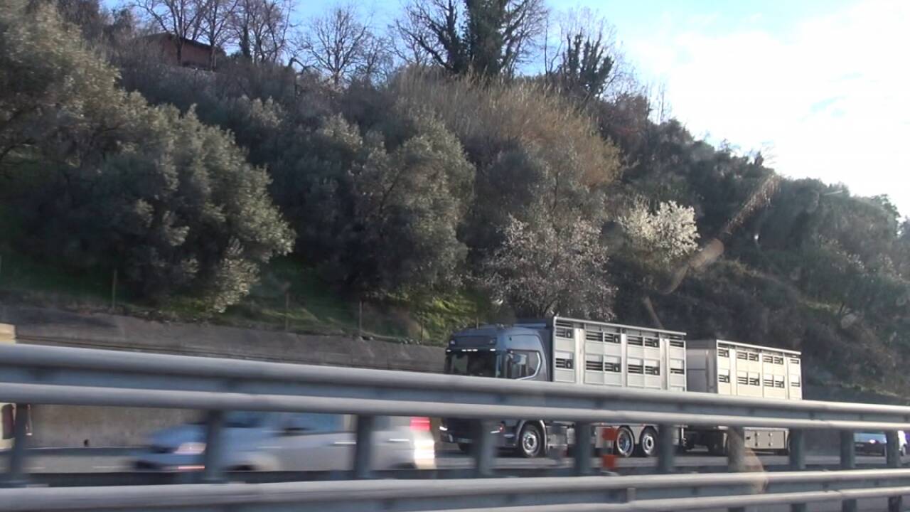  Der Lkw macht Rast in einer Haltebucht, ohne die Tiere zu versorgen.<br> 
