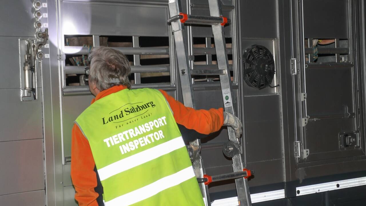 Salzburgs Tiertransportinspektor Manfred Pledl war in der Nacht auf Dienstag wieder bei Kontrollen an der Autobahn unterwegs 