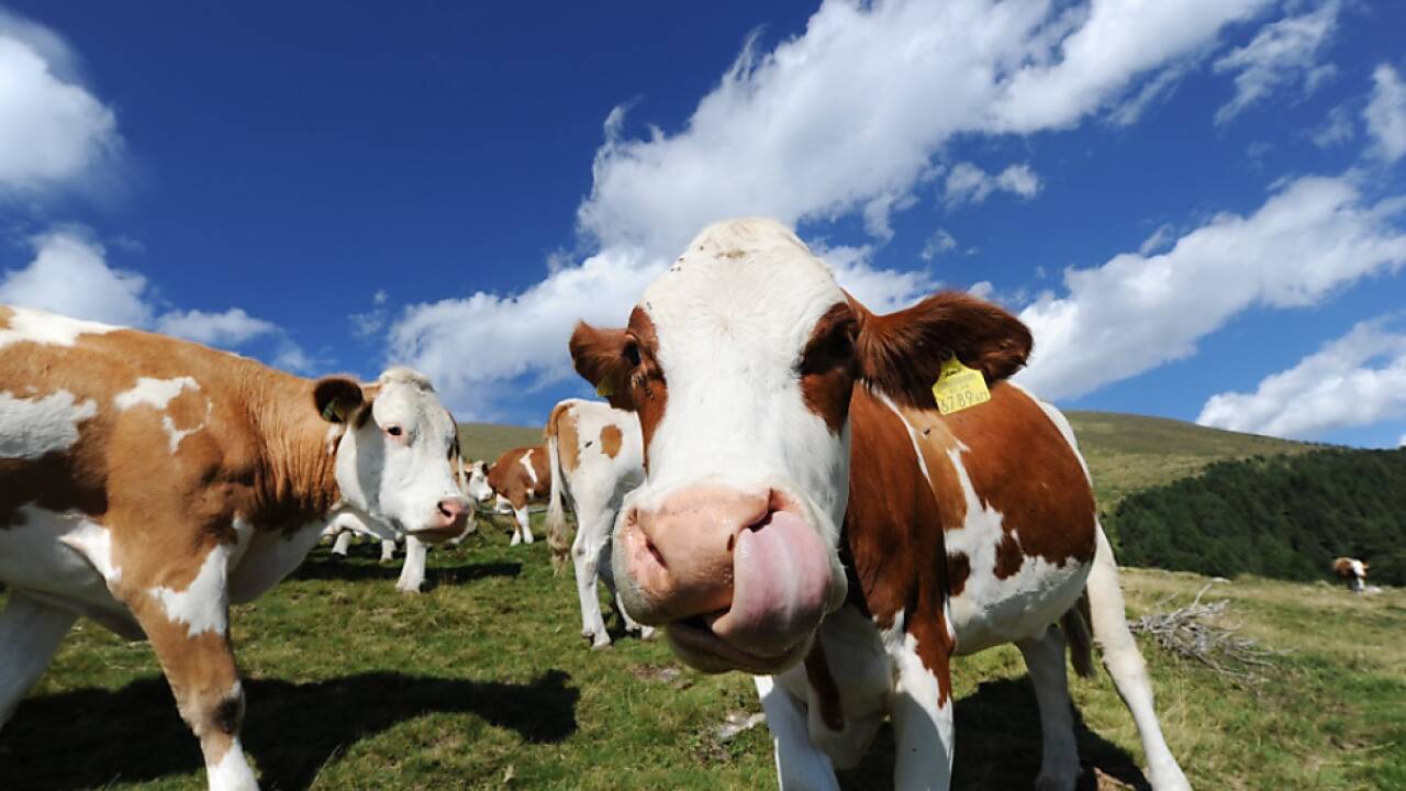 Neues Gesetz soll im Sommer in Kraft treten 