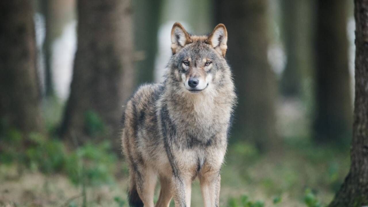 Junge Wölfe müssen die Rudel verlassen und legen auf der Suche nach einem neuen Revier oft große Strecken zurück. 