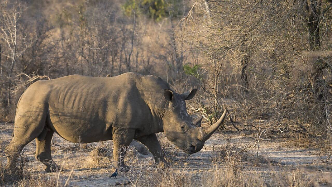 Hörner der Rhinozerosse sollten nach Asien verschifft werden  Hörner der Rhinozerosse sollten nach Asien verschifft werden