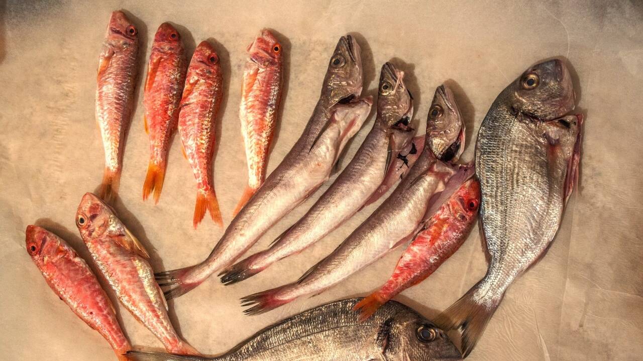 Die Haltbarkeit von Fisch in der Gefriertruhe liegt zischen 2-4 Monate. Die Haltbarkeit von Fisch in der Gefriertruhe liegt zischen 2-4 Monate.