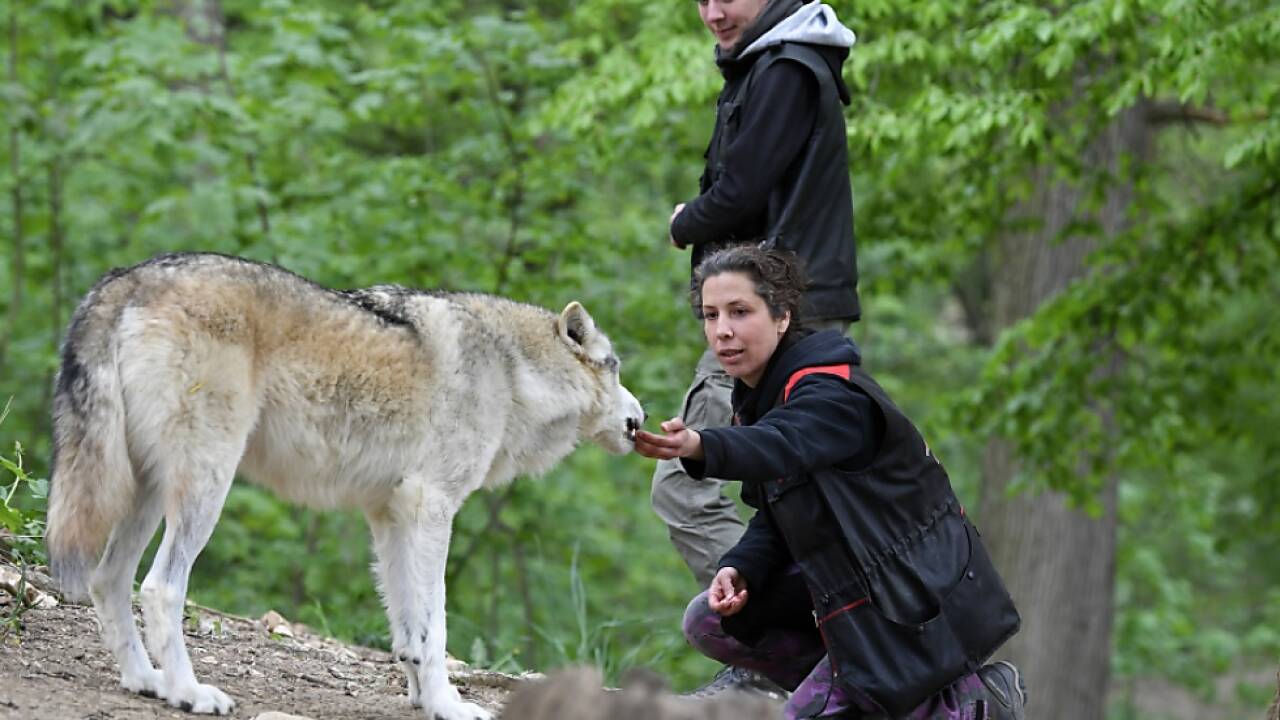 Jährlich kommen mehr als 60.000 Besucher 