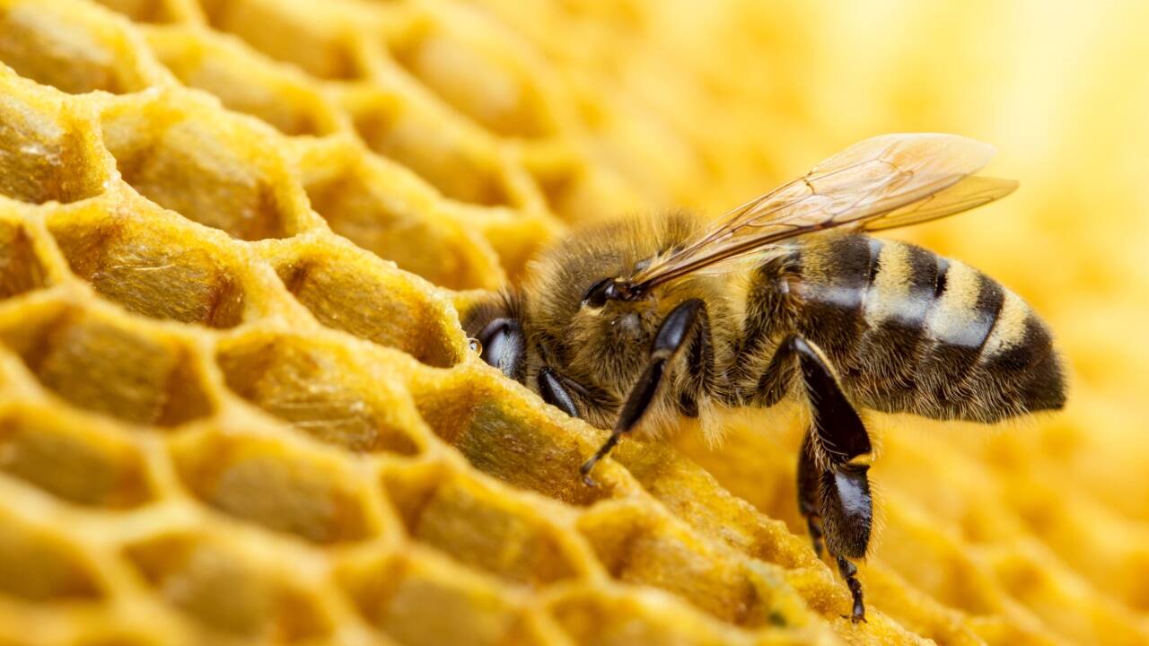 Bienen sind Sympathieträger.  