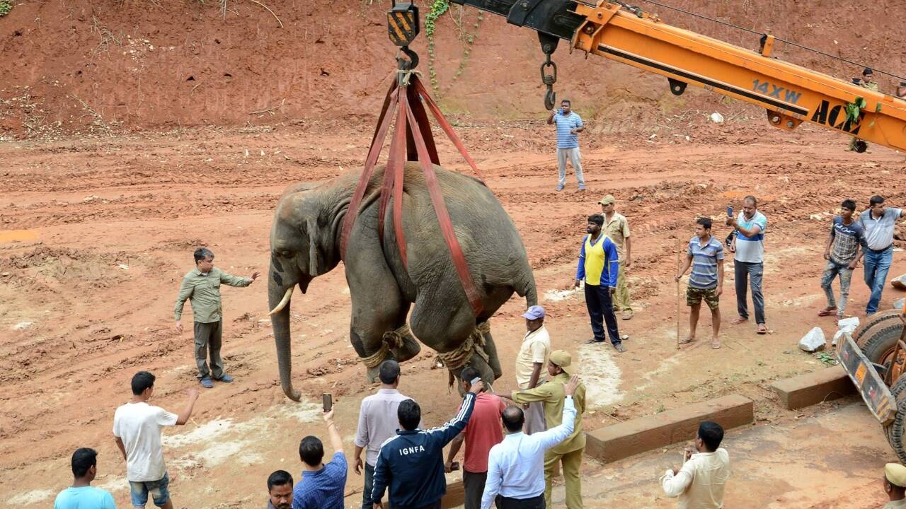 1. Mai 2019 – Ein wilder Elefant hat in der indischen Stadt Sonapur Aufregung ausgelöst, als er mitten durch das Zenturm spazierte – begleitet von zahlreichen Schaulustigen mit ihren Handykameras. Der Bulle wurde betäubt und wird nun in einen Nationalpark gebracht. 