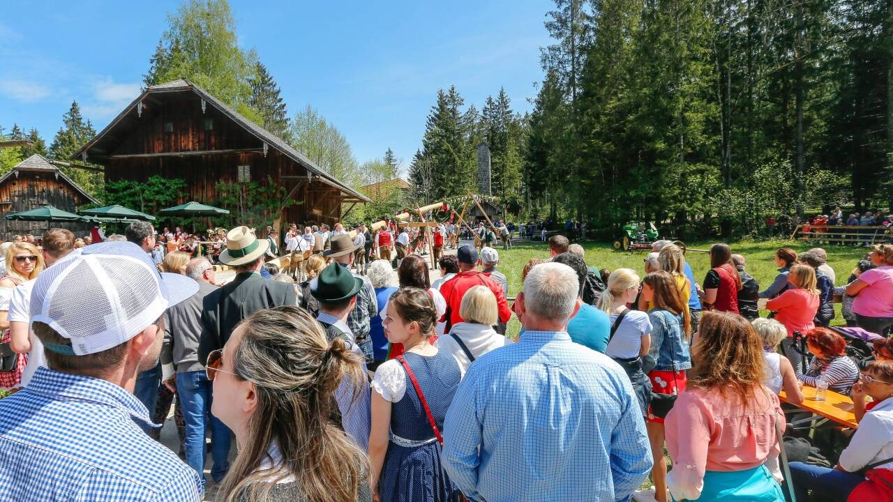Besucher beim Maibaum-Aufstellen.  